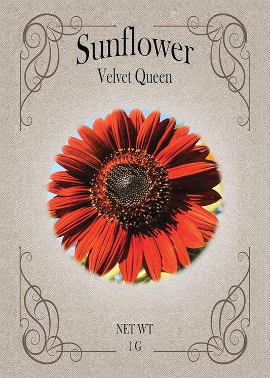 Black Duck Brand Set of Flower Seed Packets! Flower Seeds in Bulk - Great for Creating The Garden of Your Dreams! (25, Velvet Queen Sunflower)