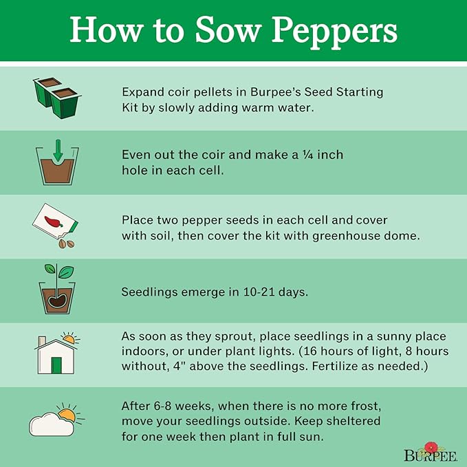 Burpee Gypsy Sweet Pepper Seeds 30 seeds