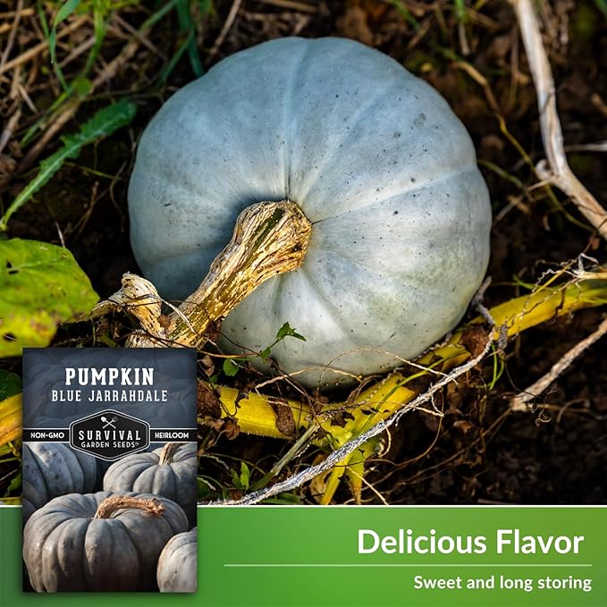Blue Jarrahdale Pumpkin Seeds for Planting - 2 Packets with Instructions to Plant & Grow Decorative and Flavorful Blue Pumpkins in Your Home Garden - Non-GMO Heirloom Variety - Survival Garden Seeds