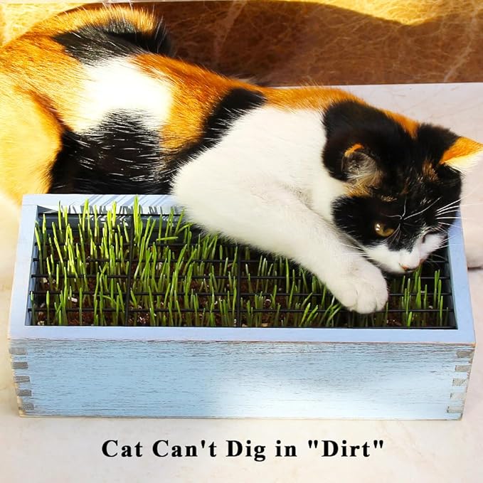 Wooden Cat Grass Planter (no Seeds Included) with Potting Soil Disks, Anti-Digging Grid and Removable Plastic Liner, Wheat Grass Growing Pot, Cat Grass Kit for Indoor Cats Pets (Amber Blue)