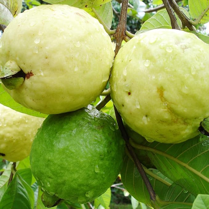 YEGAOL Garden 50Pcs Guava Seeds Red Psidium Guajava Seeds Perennial Sweet Fragrant Tropical Fruit Seeds Non-GMO Backyard Plant