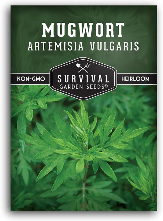 Common Mugwort Seed for Planting - 1 Packet with Instructions to Plant and Grow Artemisia Vulgaris in Your Home Vegetable Garden - Non-GMO Heirloom Variety - Survival Garden Seeds
