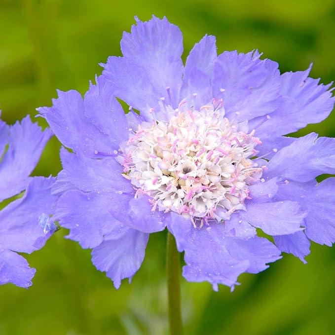 Outsidepride 200 Seeds Perennial Blue Scabiosa Pincushion Flower Seeds for Planting