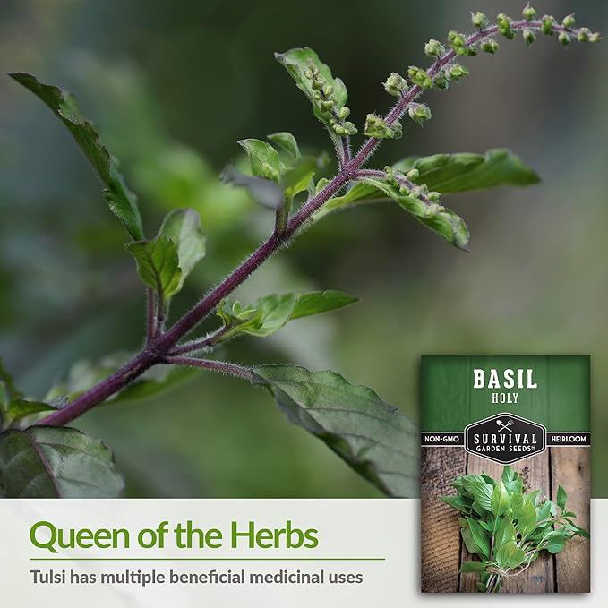 Survival Garden Seeds - Holy Basil Seed for Planting - 3 Packs with Instructions to Plant and Grow The Indian Sacred Herb Tulsi in Your Home Vegetable Garden - Non-GMO Heirloom Variety