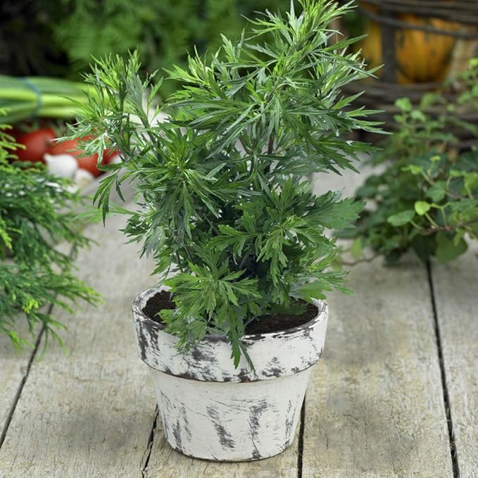 Outsidepride 5000 Seeds Perennial Mugwort Herb Garden Seeds for Planting