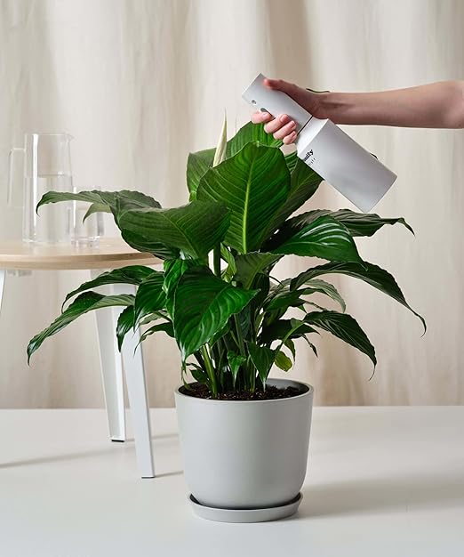 Concentrated Kelp & Seaweed Extract for Strong and Resilient Peace Lilies - 16 oz