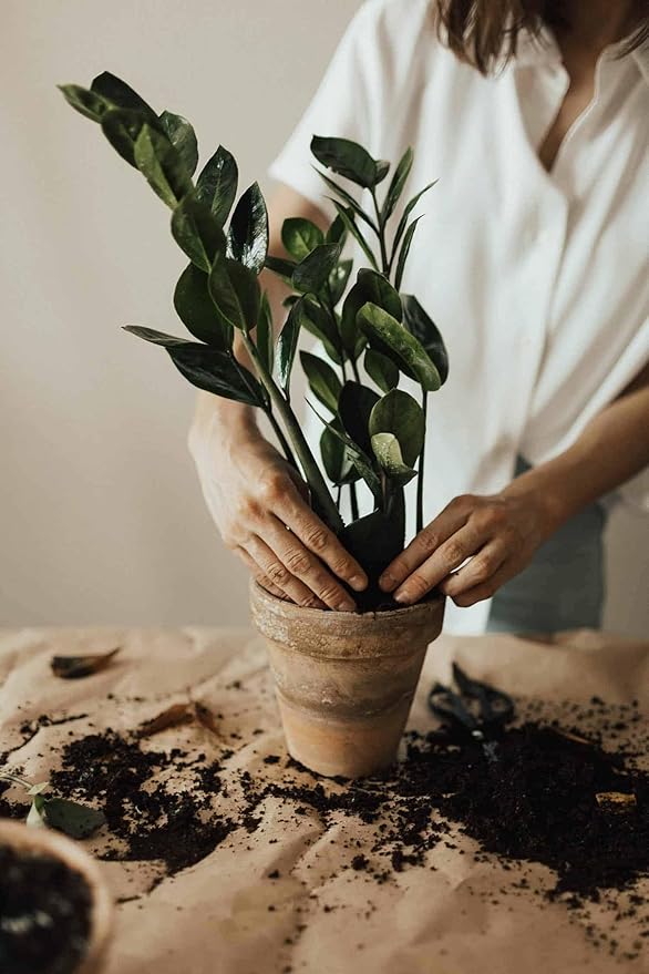 Premium ZZ Plant Expert-Grade Soil - Fast-Draining Formula Ensuring Long-Lasting Plant Vitality - 10 QUARTS