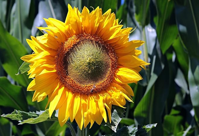 Set of Flower Seed Packets! Flower Seeds in Bulk - Great for Creating The Garden of Your Dreams! (200, Sunflower - Giant Gray Stripe)