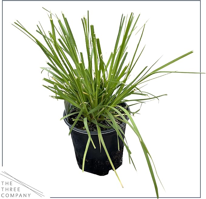 Live Perennial Pampas Grass - Assorted White and Pink (2 Per Pack), Showy Accent Plant, 12" Tall by 6" Wide in 1.5 Quart Pot (Pack of 2)