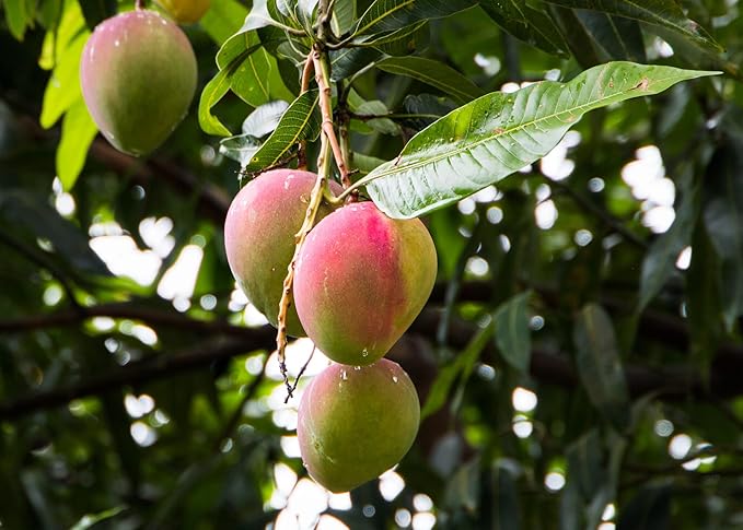 Premium Mango Tree Potting Mix - Crafted for Lush Growth and Abundant Mangoes - 1 Quart