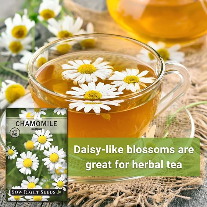 Sow Right Seeds - Roman Chamomile Seeds for Planting - Non-GMO Heirloom Packet with Instructions to Grow an Herbal Tea Garden - Indoors or Outdoor - Low Growing with Small Daisy-Like Blooms (4)