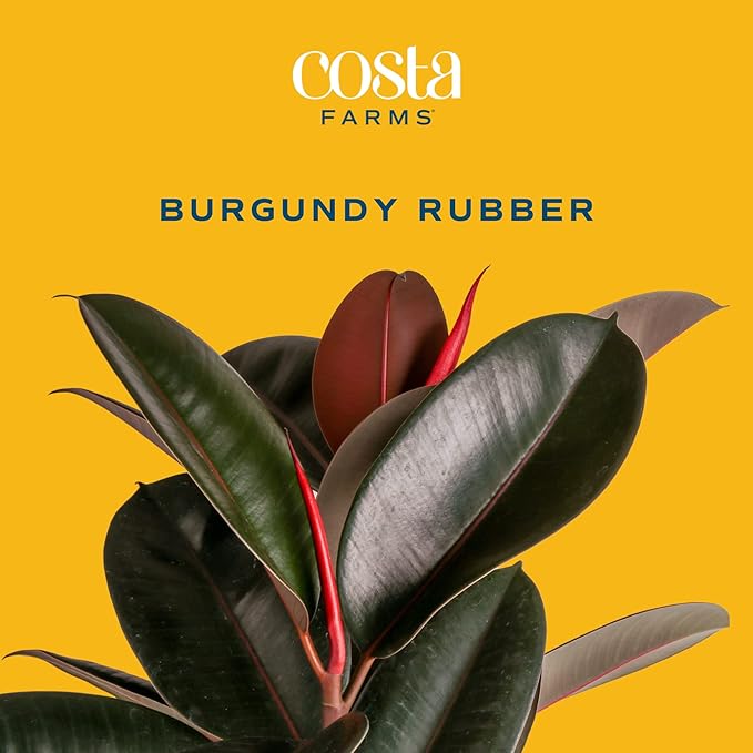 Costa Farms Burgundy Rubber Plant, Live Indoor Ficus Elastica Tree, Live Indoors Houseplant in Nursery Pot, Potting Soil Mix, Gift for Housewarming New House, Home or Office Decor, 2-3 Feet Tall