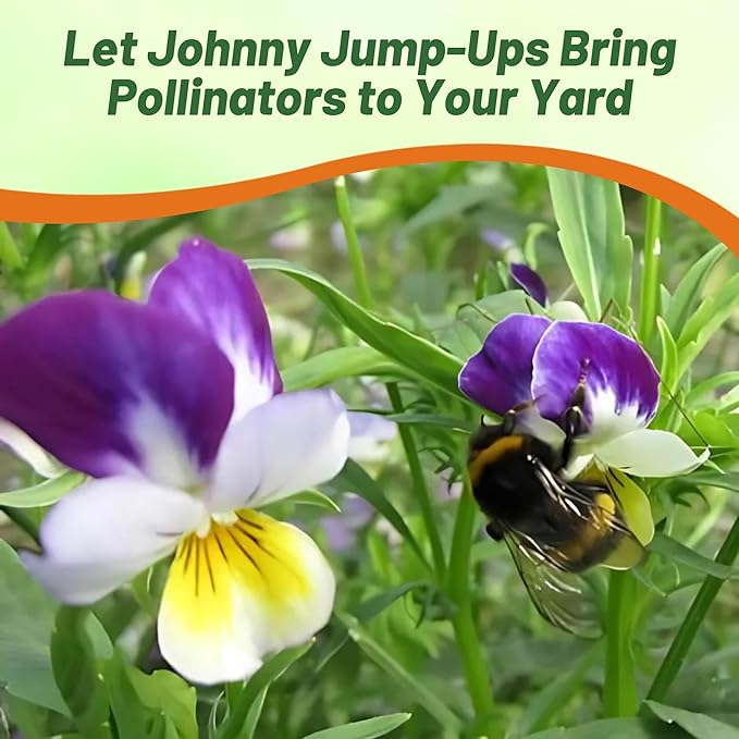 Outsidepride 5000 Seeds Perennial Viola Johnny Jump Up Flower Seeds for Planting