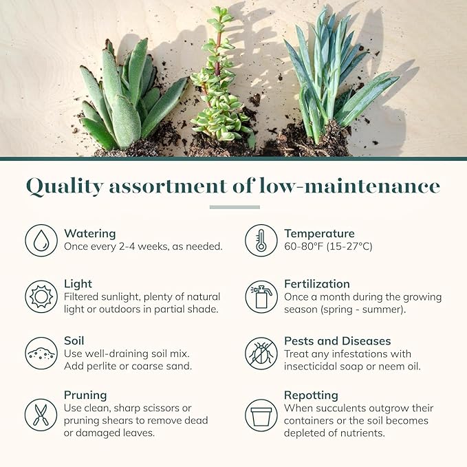 Shop Succulents Assorted Succulent Plant Pack Collection - Live Mini Succulent Plants, Low Maintenance, Mixture of Colors & Textures - Wedding and Party Favors, Gift & Garden, Pack of 40