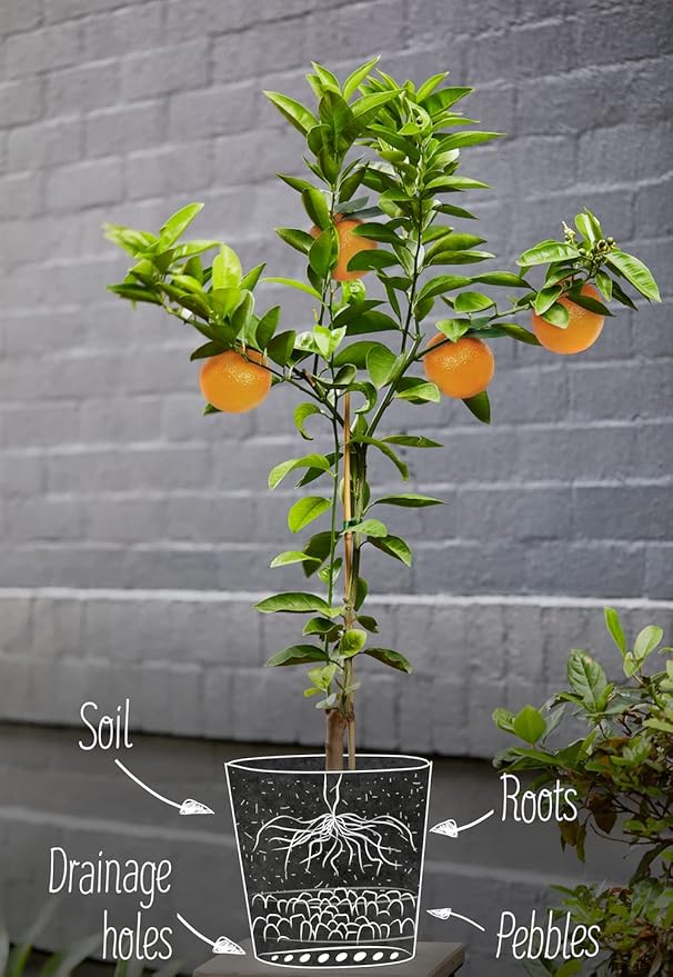 Fiddle Leaf Fig House Plant Soil Premium All Purpose Blend - Peat Moss, New Zealand Bark, Coco Chips and Fibers, Perlite - 1 Quart Bag