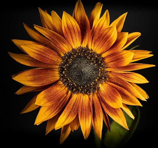 Sunflower Seeds for Planting - Grow Unique Sun Flowers in Your Garden - 25 Non GMO Heirloom Seeds - Full Planting Instructions for Easy to Grow Red Sun Sunflowers - Great Gardening Gifts (2 Packets)