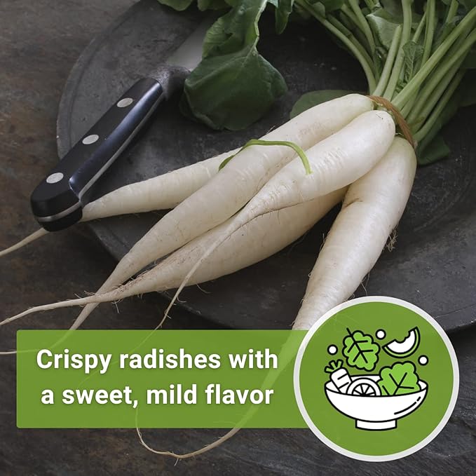 Sow Right Seeds - Japanese Minowase Daikon Radish Seeds for Planting - Non-GMO Heirloom Packet with Instructions to Plant a Home Vegetable Garden - Spring or Fall Planting Outdoors - Long White (4)