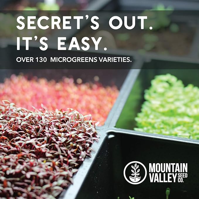 Mountain Valley Seed Co Slow Bolt Cilantro Herb Garden Seeds: 5 Gram Packet - Non-GMO Micro Greens & Herbal Gardening Seeds