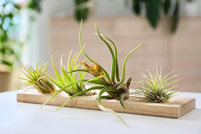 Ionantha Tillandsia Air Plants Live Indoor Plants (10PK), Air Plant Terrarium Plants Live Houseplants, Live Plants Indoor Plant Kit, Easy Care Plants for Air Plant Holder or Garden by Plants for Pets