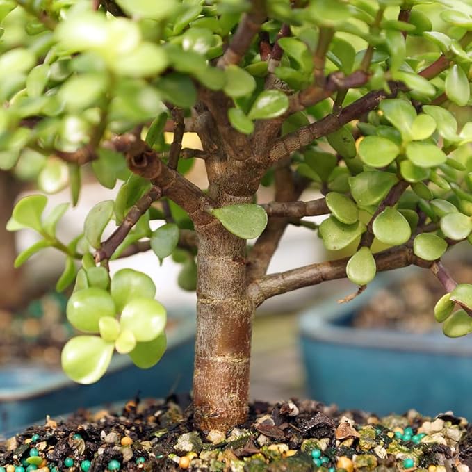 Brussel's Bonsai DT9050WP Indoor Bonsai Tree, Dwarf Jade, MEDIUM, Green