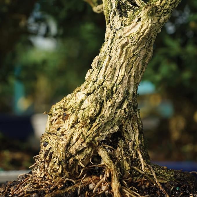 Brussel's Live Harland Boxwood Outdoor Bonsai Tree - 10 Years Old; 10" to 14" Tall with Decorative Container, Humidity Tray & Deco Rock