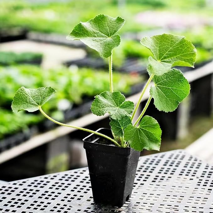 300+ Hollyhock Seeds Carnival Mix Giant Mallow Double Hollyhock Flowers Seed Perennial Outdoor Home Garden Flower
