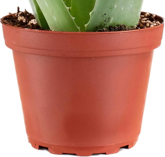 Shop Succulents | Alluring Aloe Collection of Live Aloe Plants, Hand Selected Variety Pack of Aloe Plants, | Collection of 3 in 4 pots