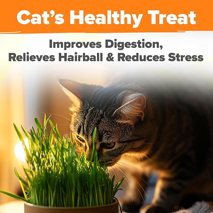 HOME GROWN Organic Cat Grass Seeds Pack (4oz) - Non-GMO Heirloom Cat Grass Seeds for Indoor Cats - Oat and Barley Pet Grass - Hairball Relief