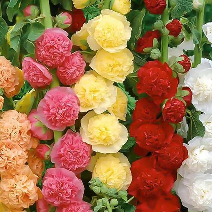 300+ Hollyhock Seeds Carnival Mix Giant Mallow Double Hollyhock Flowers Seed Perennial Outdoor Home Garden Flower