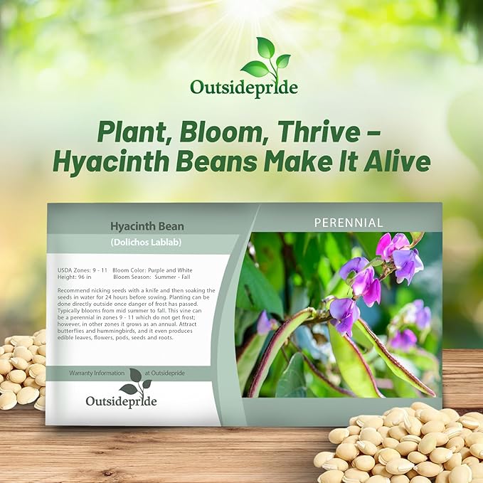 Outsidepride 100 Seeds Perennial Green Dolichos Lablab Hyacinth Bean Vine & Flower Seed for Planting