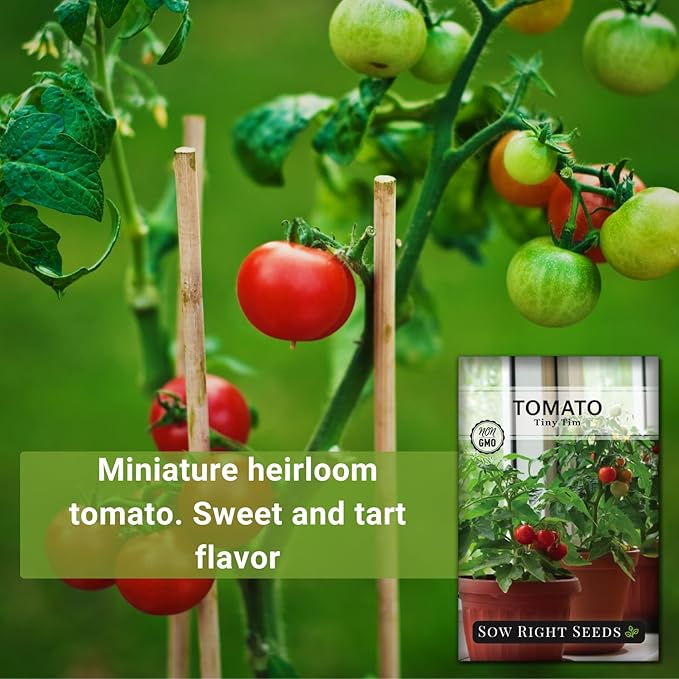 Sow Right Seeds - Tiny Tim Tomato Seeds for Planting - Non-GMO Heirloom Packet with Instructions to Plant and Grow an Outdoor Home Vegetable Garden - Perfect Container Variety - Gardening Gift (2)