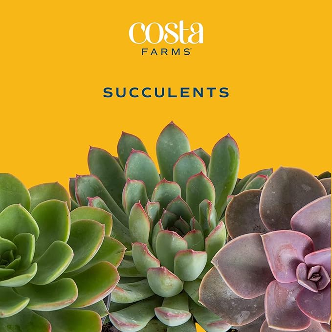 Costa Farms Succulents, Live Succulent Plants (18-Pack) Assorted Grower's Choice Live House Plants, Nursery Planter Pots, Potting Soil Mix, Bulk Gift for Baby Shower, Bridal Shower, DIY, Party Favors
