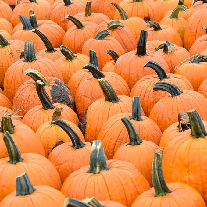 Jack O Lantern Pumpkin Seeds, Over 40 Premium Seeds - Heirloom, Non GMO - Woods Creek Seeds …