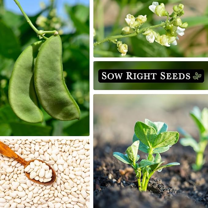 Sow Right Seeds - Bulk Bush Henderson Lima Bean Seeds for Planting - 2 Ounce, 140 Seeds - Non-GMO Heirloom Jumbo Pack with Instructions to Plant an Outdoor Home Vegetable Garden