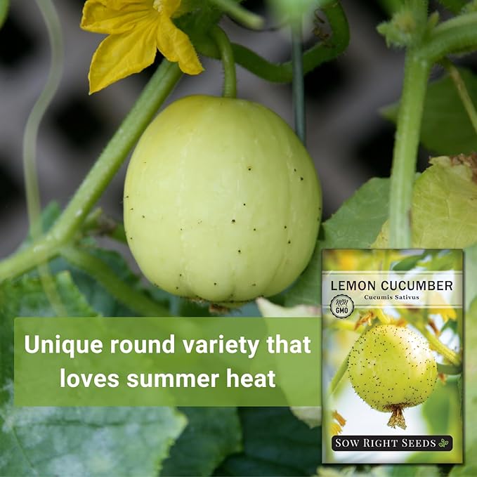 Sow Right Seeds - Lemon Cucumber Seeds for Planting - Non-GMO Heirloom Seeds with Instructions to Plant and Grow a Home Vegetable Garden - Unique Round Variety with Melon Flavor for Outdoors (2)