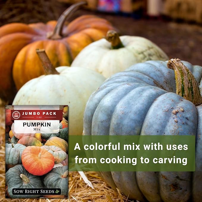 Sow Right Seeds - Bulk Mixed Pumpkin Seeds for Planting - 1 Ounce, 140 Seeds - Non-GMO Heirloom Jumbo Pack - Includes Small Sugar, Big Max, Casper, and More - Grow Loads of Colorful Mixed Pumpkins