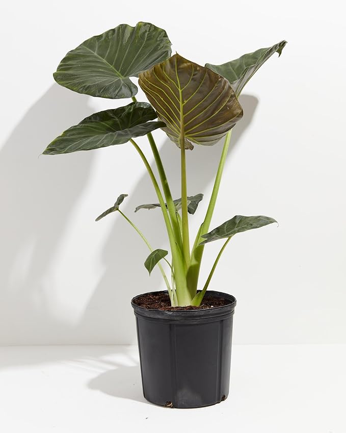 Premium Elephant Ear Plant Potting Mix - Expertly Crafted Blend for Optimal Alokasia Growth and Striking Foliage - 1 Quart