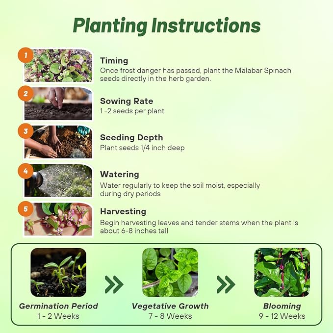 Outsidepride 100 Seeds Perennial Basella Rubra Malabar Spinach Herb Seeds for Planting