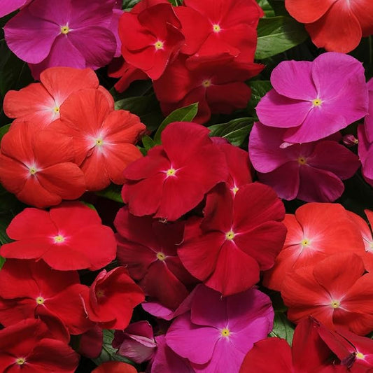 Outsidepride 100 Seeds Annual Vinca Periwinkle Pacifica XP Bold Ground Cover & Flower Seed Mix for Planting