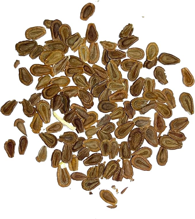 Seed Needs Showy Milkweed Seeds for Planting - Untreated & Open Pollinated, Attracts Monarch Butterflies in a Butterfly Garden (2 Packs)