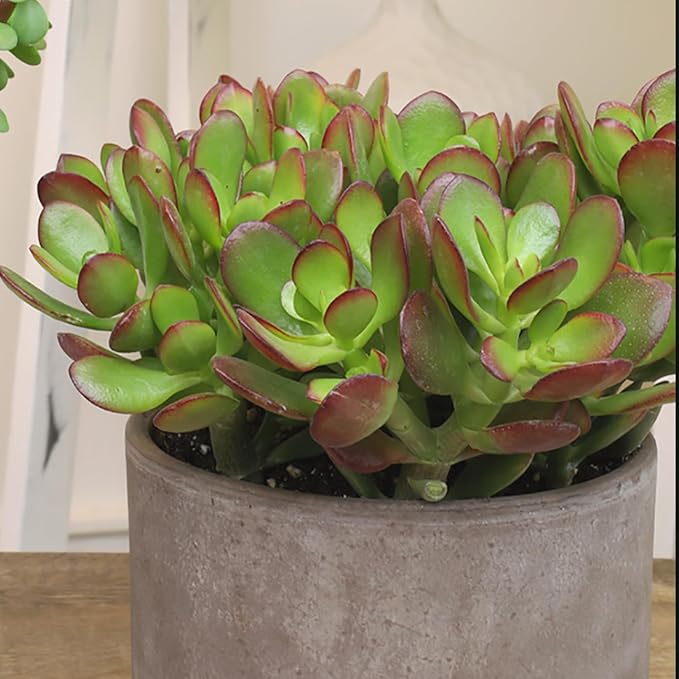 Altman Plants Classic Jade Plant Pack (6PK) Easy Plants, Variegated 'Mosaic' Jade Plants, Lemon Lime Succulent Plants, Live Succulents, Live Plants & Live House Plants in 3.5" Pots with Succulent Soil