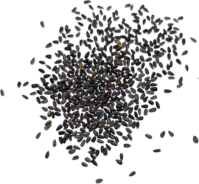 Seed Needs, Blue Hyssop Seeds - 500 Heirloom Seeds for Planting Hyssopus officinalis - Medicinal Herb for an Indoor/Outdoor Garden, Non-GMO & Untreated (2 Packs)