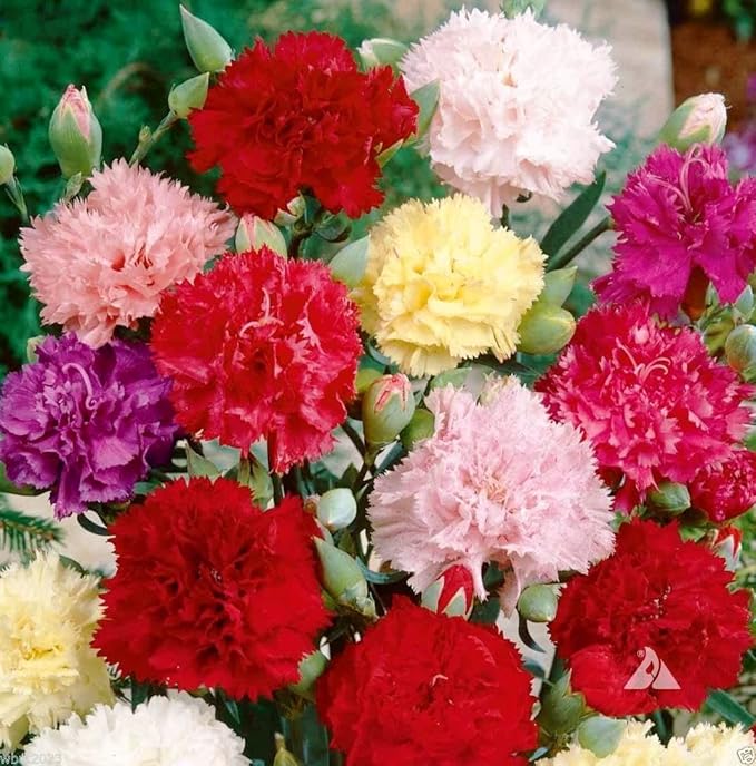 Seeds Carnation Shabo Mix Biennial Flowers