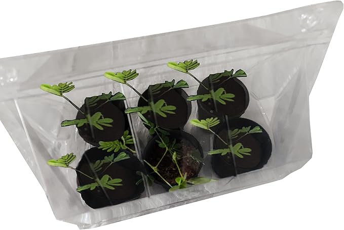 Zombie Plant Greenhouse Grow KIT- (Touch It and It Plays Dead!) Unique Nature Kit- Grow a House Plant That Plays Dead When You Touch It! Comes Back to Life in Minute. Fun STEM and Classroom Activity!