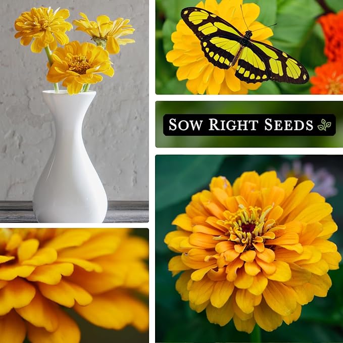 Sow Right Seeds - Canary Bird Zinnia Seeds for Planting - Non-GMO Heirloom Packet to Plant and Grow - Large Yellow Annual Blooms - Giant Cut & Come Back Flowers - Attract Bees and Butterflies (1)
