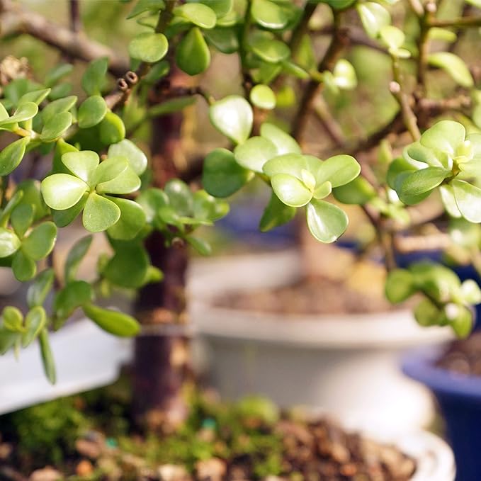 Brussel's Bonsai Live Dwarf Jade Bonsai Tree, Indoor - Small, 3 Years Old, 5 to 8 Inches Tall - Jade Tree in Zen Ceramic Bonsai Pot