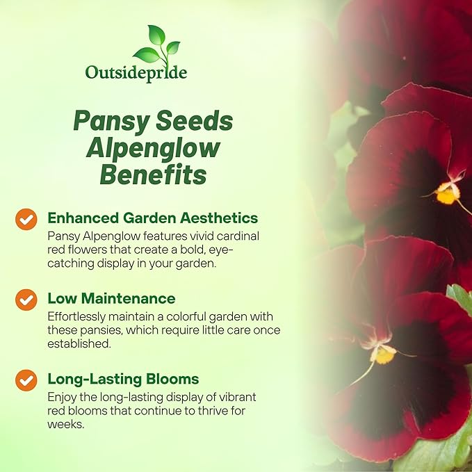 Outsidepride 2000 Seeds Viola Pansy Red Alpenglow Flower Seeds for Planting