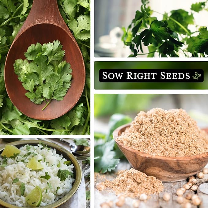 Sow Right Seeds - Cilantro Seeds for Planting - Non-GMO Heirloom Packet with Instructions to Grow a Kitchen Herb Garden - Great Addition to Your Cooking - Make Coriander Seasoning - Zesty Herb (2)