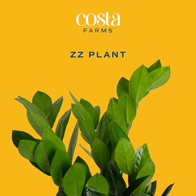 Costa Farms ZZ Live Indoor Tabletop Plant in 6-Inch Grower Pot