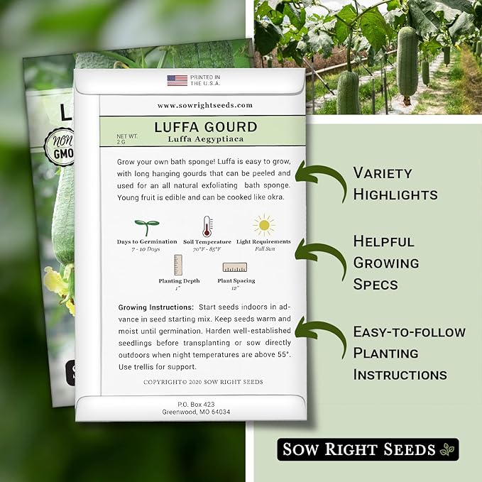 Sow Right Seeds - Luffa Gourd Seed for Planting - Non-GMO Heirloom Packet with Instructions to Plant a Home Vegetable Garden - Grow Your Own Loofah Sponge at Home - Show Off Unique Gourds (2)